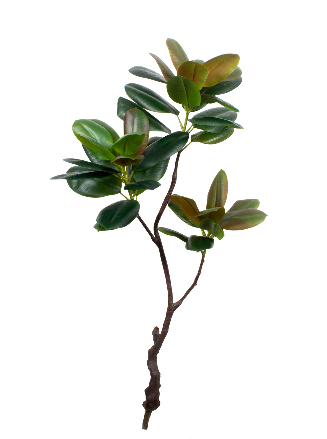 FICUS ELASTICA CLOE 130CM Cod: 5572