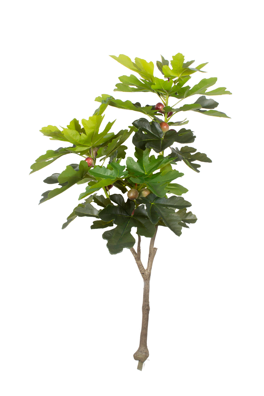 FIGUEIRA 124CM Cod: 5573