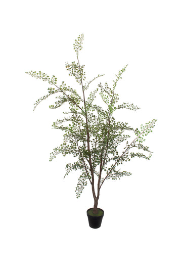 AVENCA ARVORE EM POTE 135CM Cod: 5574