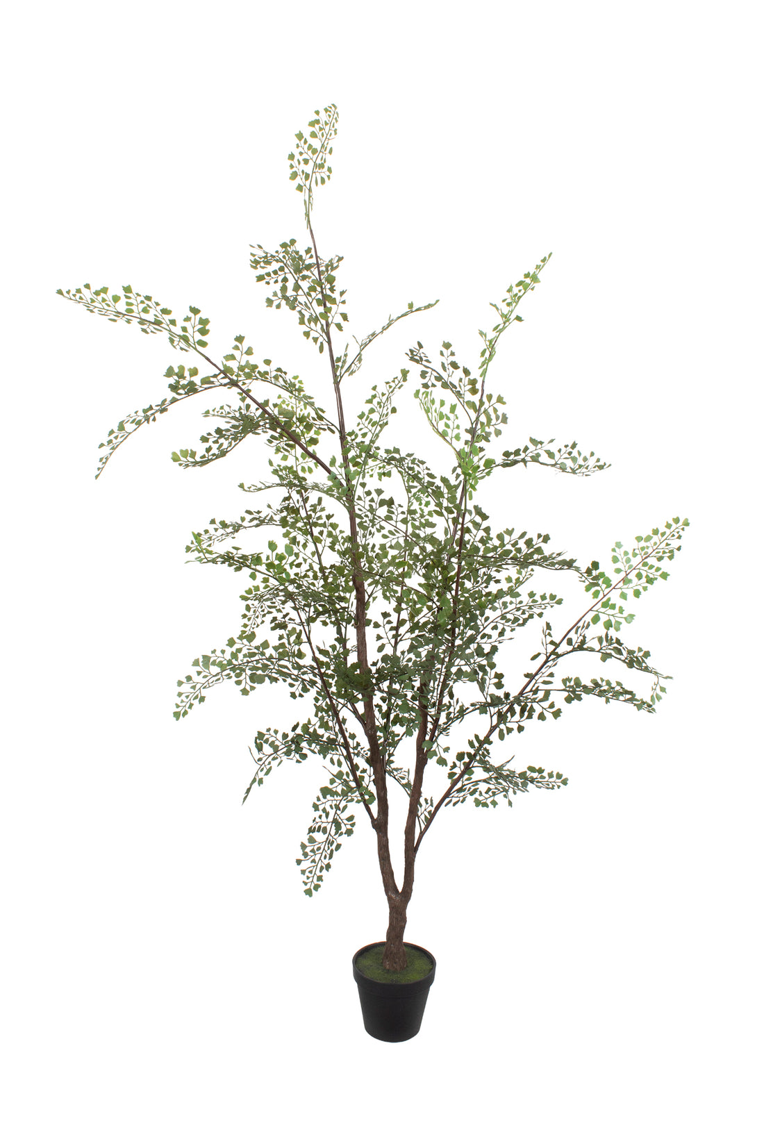 AVENCA ARVORE EM POTE 135CM Cod: 5574