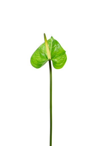 ANTURIO 66CM VERDE Cod: 6446VD