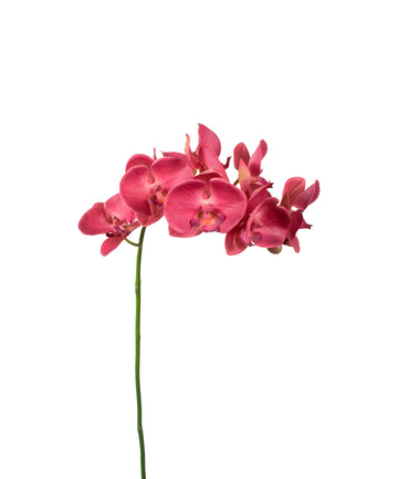 ORQ. PHALAENOPSIS 60CM FUCSIA Cod: 6448FU