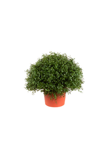 FITOSPORUM EM VPP 20CM Cod: 7792
