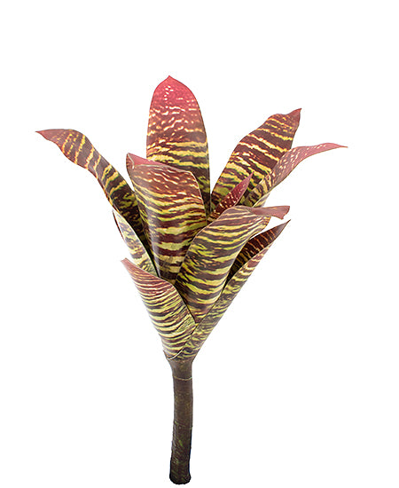 BROMELIA 38cm VD/VINHO Cod: 8638MV