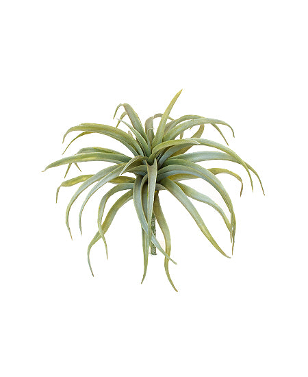 TILLANDSIA PLANTA 25cm Cod: 8639