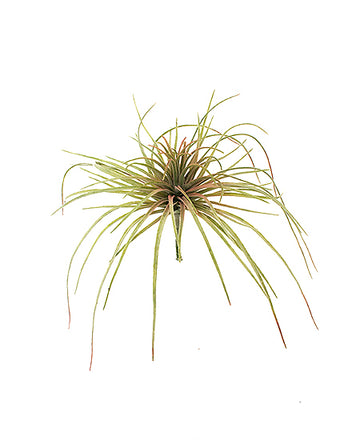 TILLANDSIA 20cm VERDE/MAUVE Cod: 8640