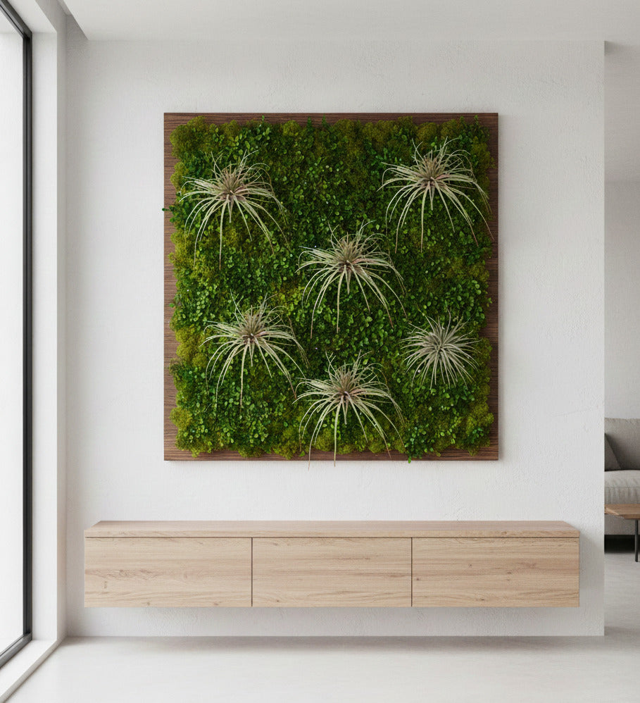 TILLANDSIA 20cm VERDE/MAUVE Cod: 8640