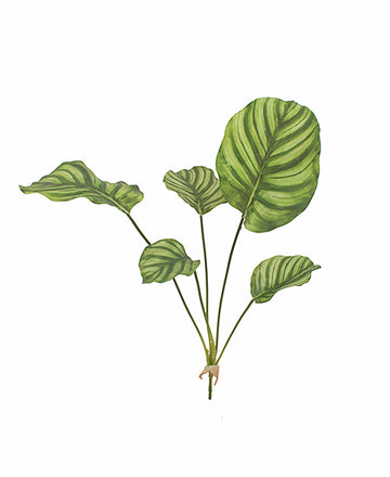 MARANTA PAVÃO 60CM Cod: 8662