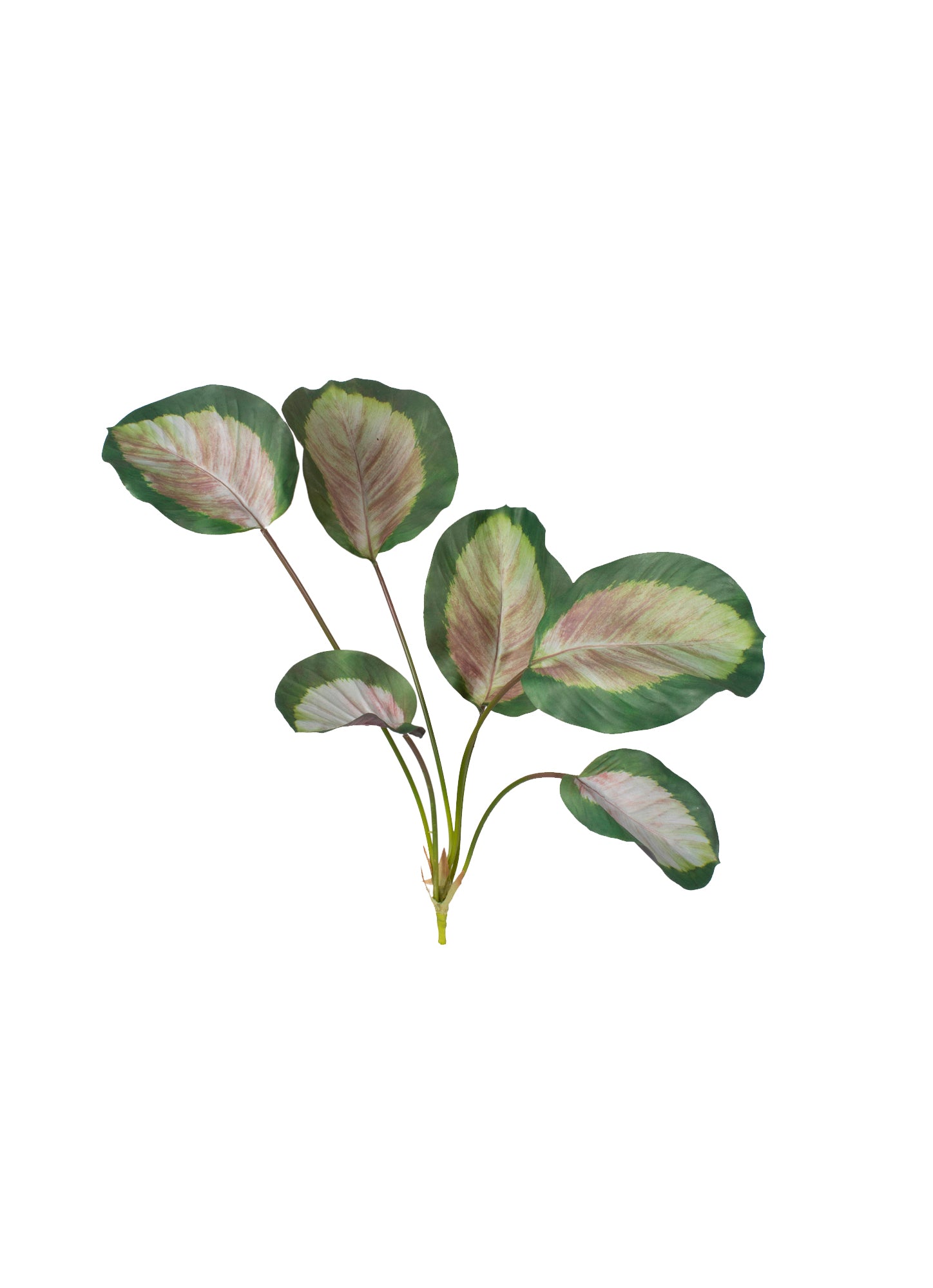 MARANTA ARBUSTO 66 CM PK Cod: 8800-PK