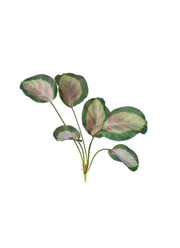 MARANTA ARBUSTO 66 CM PK Cod: 8800-PK