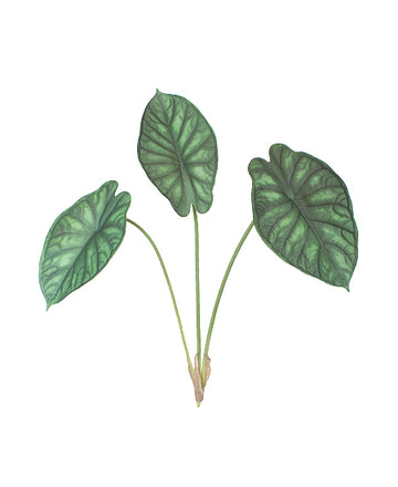 ALOCASIA PULMÃO-DE-AÇO 73CM VD Cod: 8803