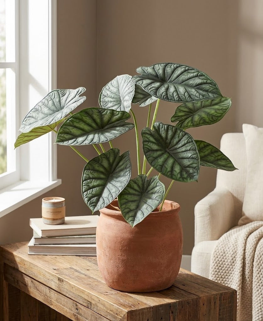ALOCASIA PULMÃO-DE-AÇO 73CM VD Cod: 8803
