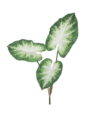 CALADIUM 61CM VD/CR Cod: 8804-DG