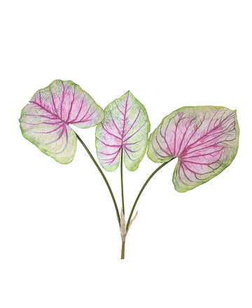 CALADIUM 61CM VD/PK Cod: 8804-VP