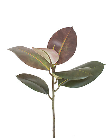 FICUS ELÁSTICA GALHO 56CM Cod: 8813