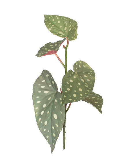 BEGONIA MACULATA 47CM Cod: 8816