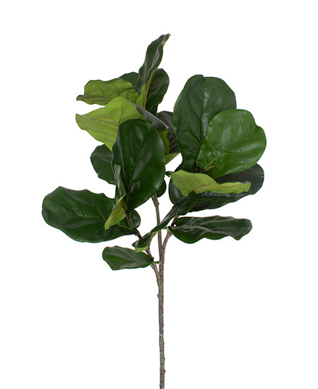 FICUS LIRATA GALHO X3 105CM Cod: 8830