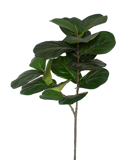 FICUS LIRATA GALHO X2 110CM Cod: 8831