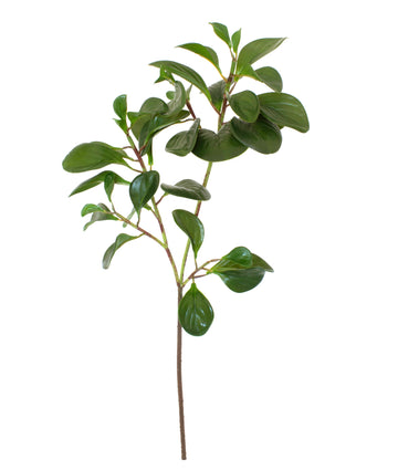 PEPERÔMIA OBTUSIFOLIA GALHO 68CM Cod: 8839