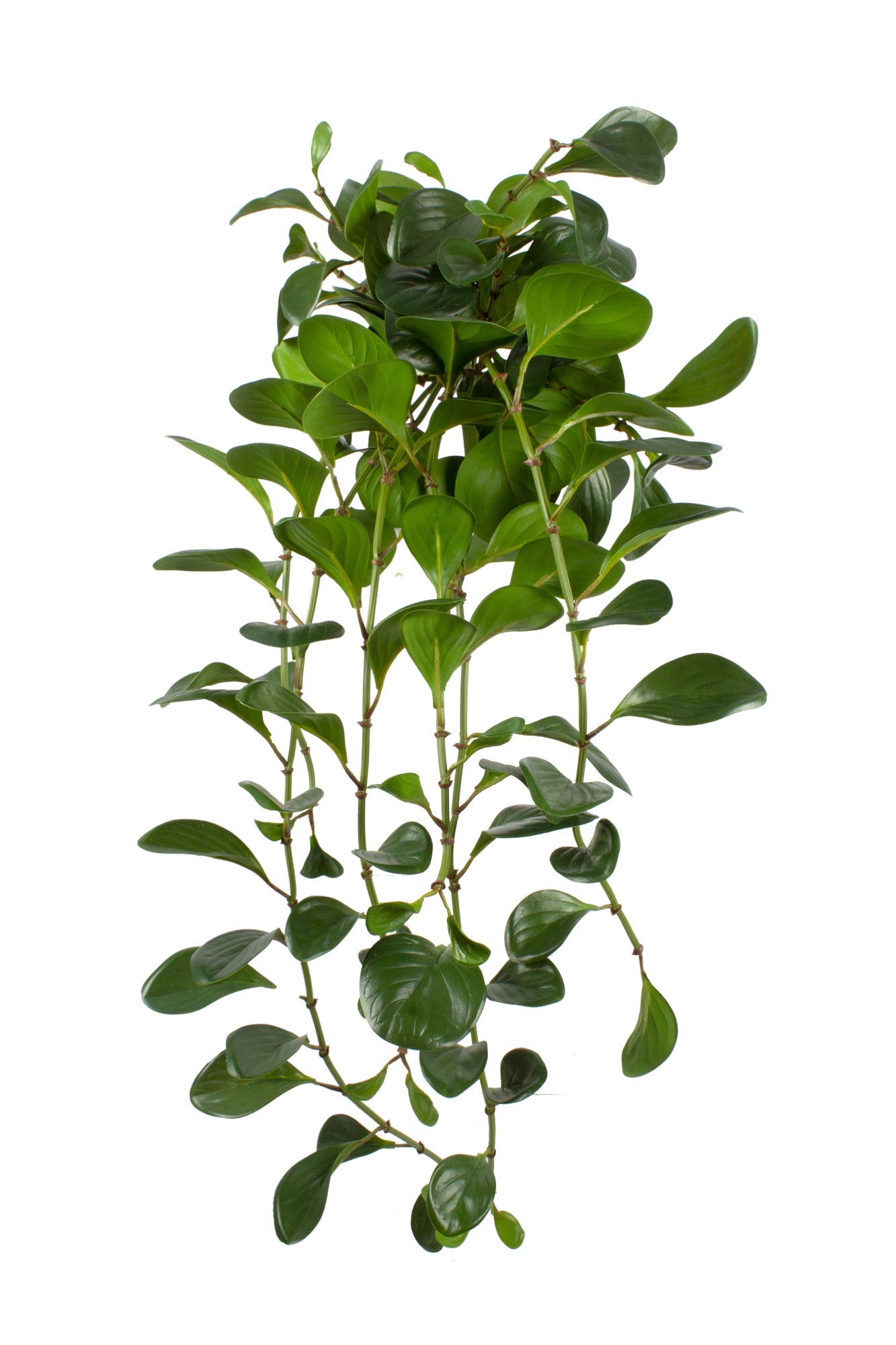 PEPERÔMIA OBTUSIFOLIA PENDENTE 85CM Cod: 8853