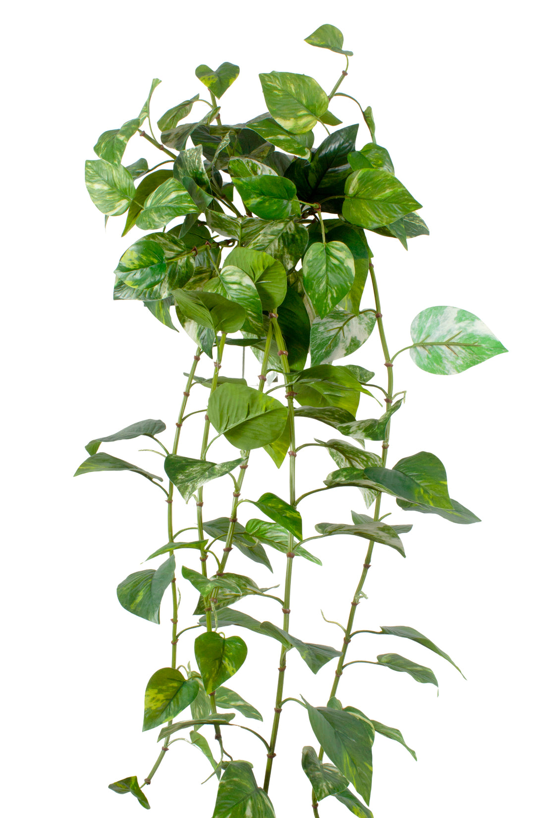 JIBOIA PENDENTE, 100CM, VD/MATIZADA Cod: 8896MT