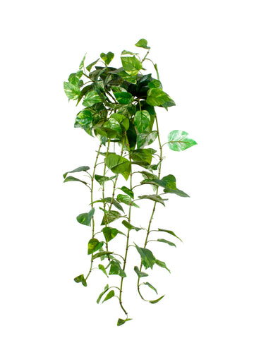 JIBOIA PENDENTE, 100CM, VD/MATIZADA Cod: 8896MT