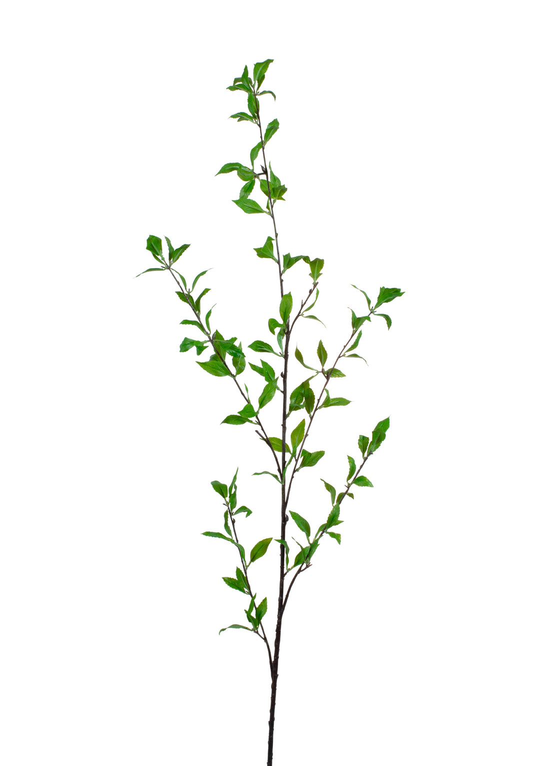 VERBENA GALHO VERDE 116CM Cod: 8897