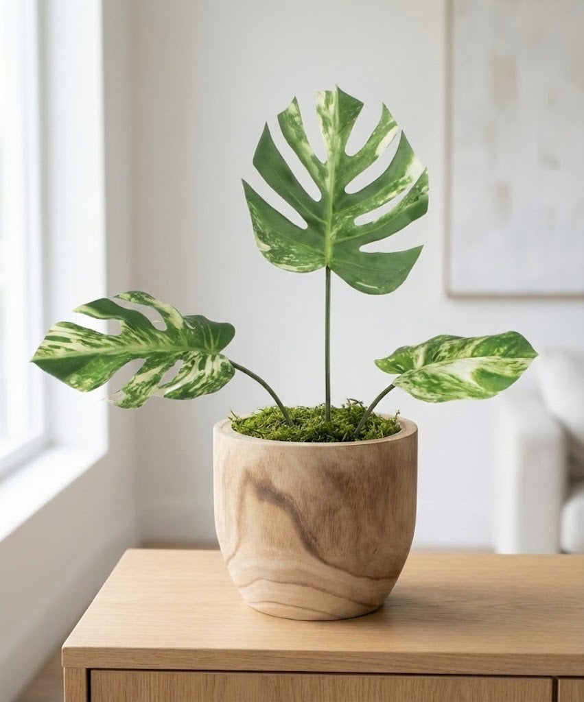 COSTELA-DE-ADÃO ARBUSTO 86 CM VARIEGATA Cod: 8906