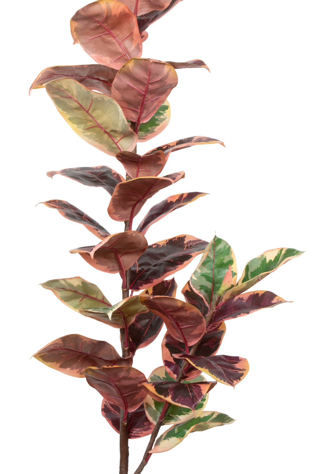 FICUS ELÁSTICA RUBI 145CM Cod: 8909