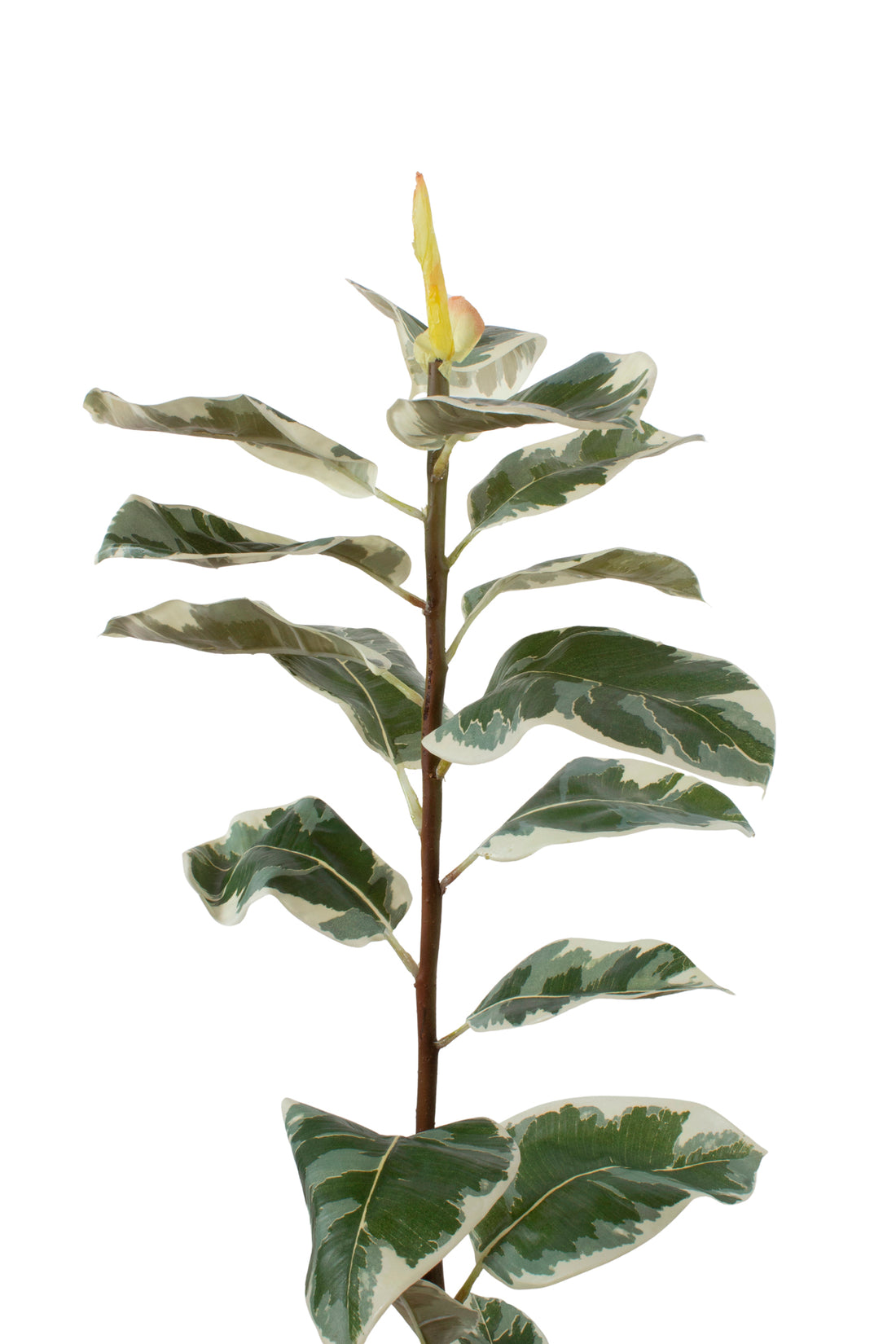 FICUS ELÁSTICA VARIEGATA 106CM Cod: 8911