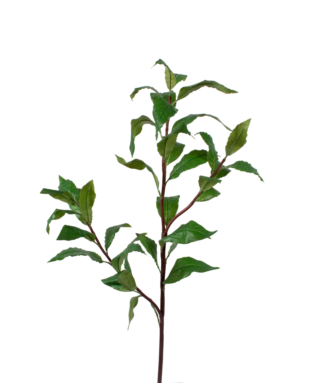 LOURO GALHO 60CM Cod: 8912