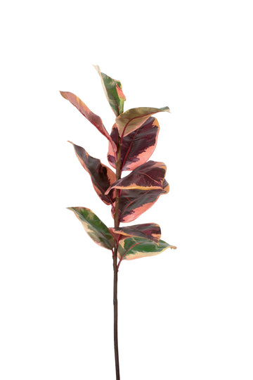 FICUS ELÁSTICA RUBI 71CM Cod: 8916