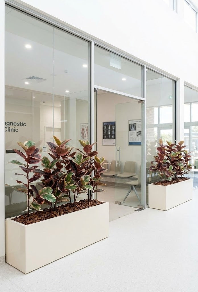 FICUS ELÁSTICA RUBI 100CM Cod: 8917