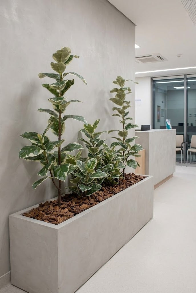 FICUS ELÁSTICA VARIEGATA 145CM Cod: 8920