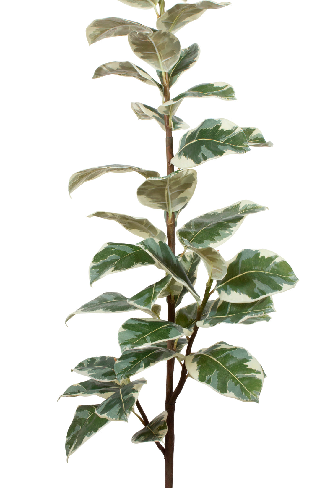 FICUS ELÁSTICA VARIEGATA 160CM Cod: 8921