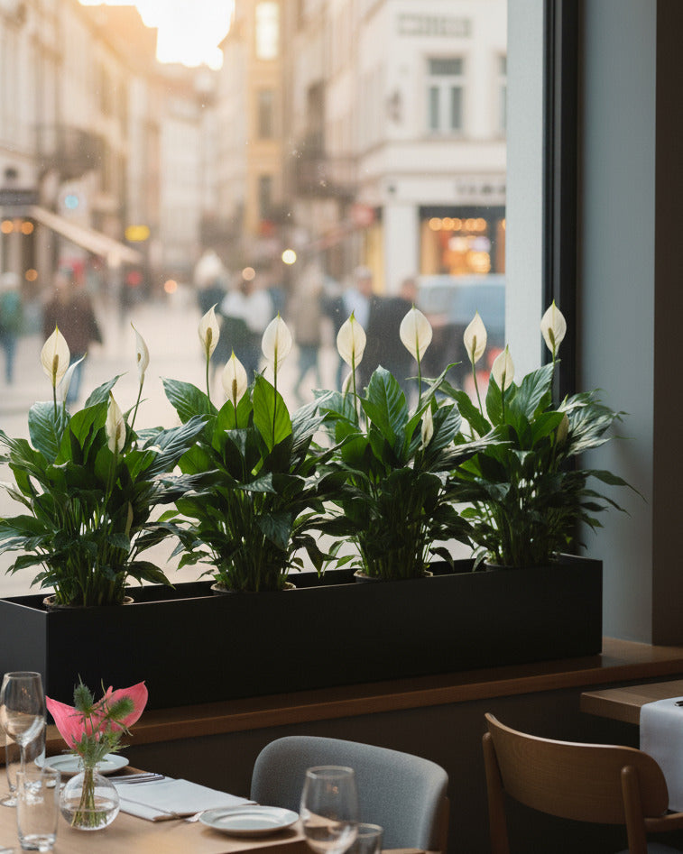 LIRIO-DA-PAZ X2 BUQUE 77CM BRANCO Cod: 8923