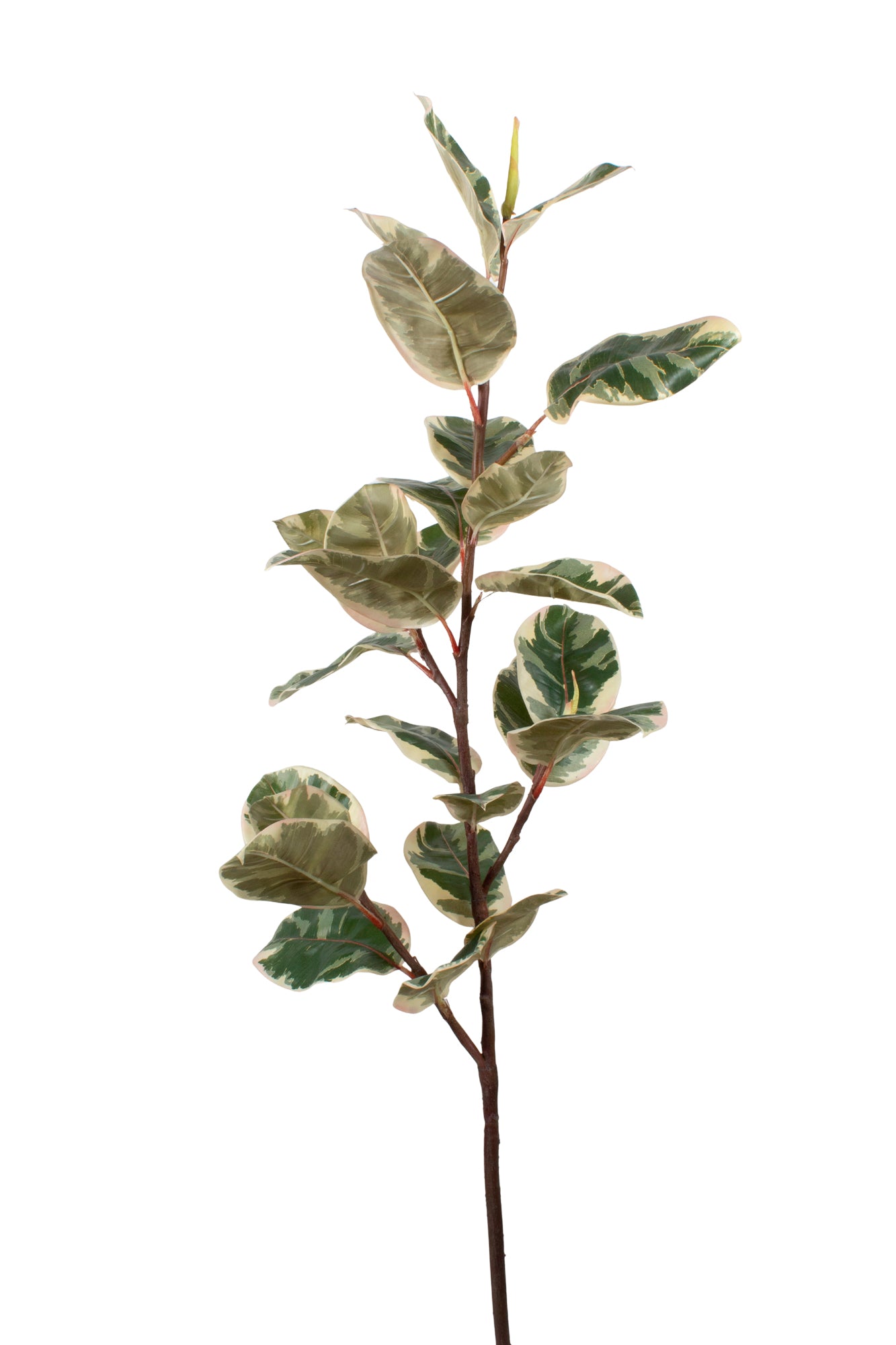 FICUS ELÁSTICA RUBI 119CM Cod: 8926