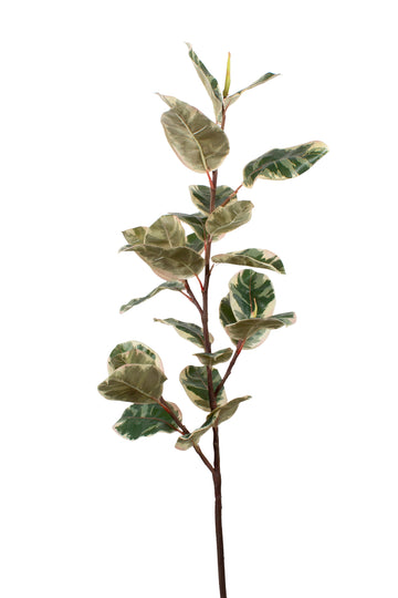 FICUS ELÁSTICA RUBI 119CM Cod: 8926