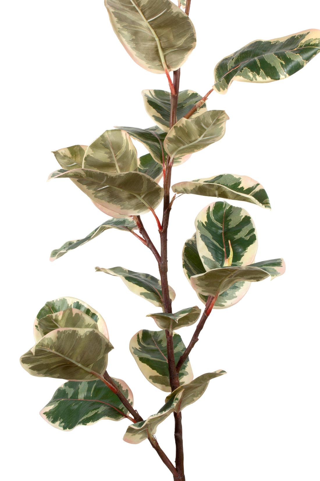 FICUS ELÁSTICA RUBI 119CM Cod: 8926