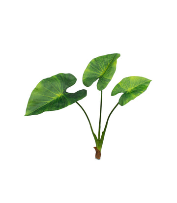 ALOCASIA WENTII 65CM Cod: 8947