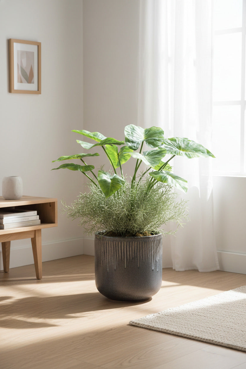 ALOCASIA WENTII 65CM Cod: 8947