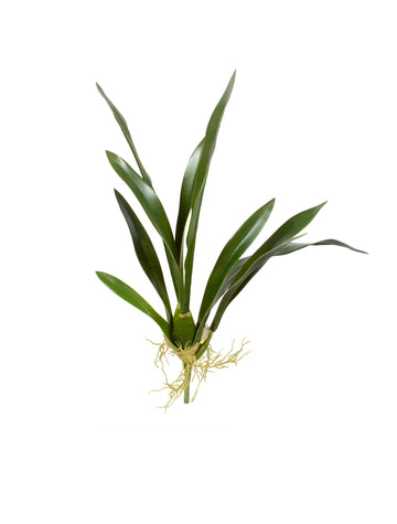 FOLHAGEM DE ORQ. ONCIDIUM 53CM Cod: 8954