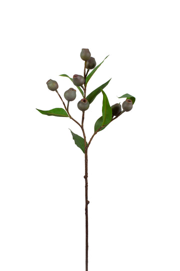 SEMENTES DE EUCALIPTO GALHO 61CM Cod: 8958
