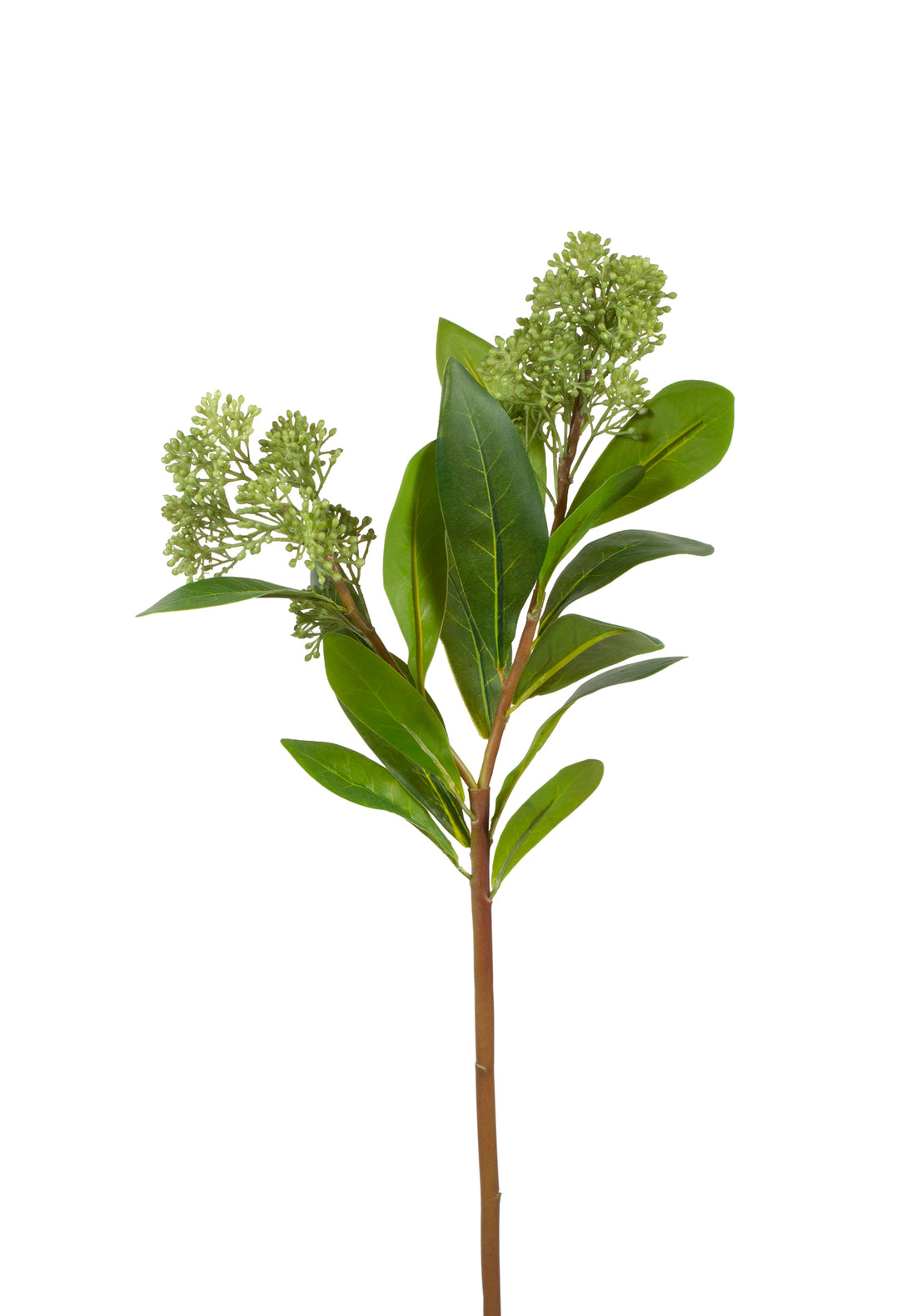 VIBURNUM GALHO 54CM Cod: 8961