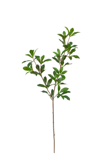 PIERIS JAPONICA GALHO 64CM Cod: 8964