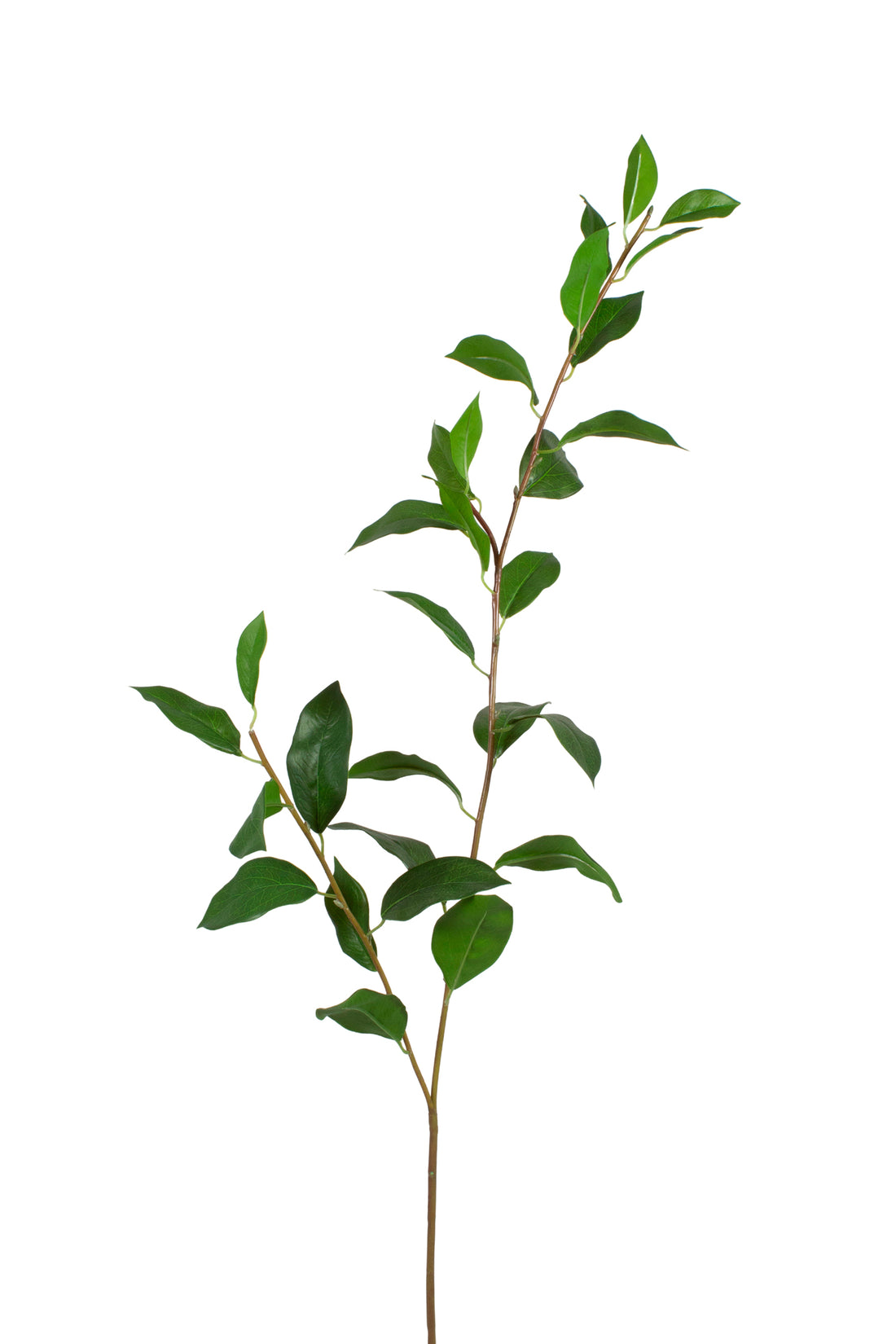 FOLHAS DE LOURO GALHO 110CM Cod: 8965