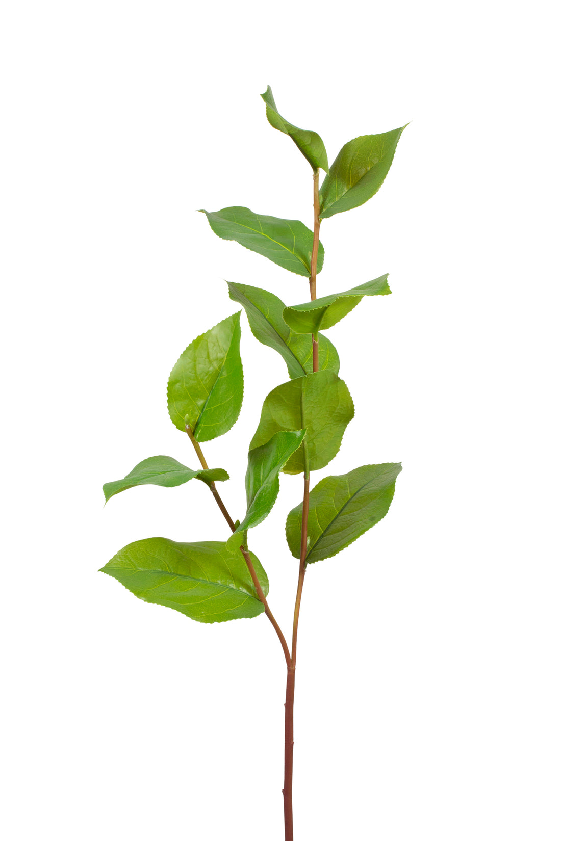 GAULTHERIA GALHO 76CM Cod: 8966