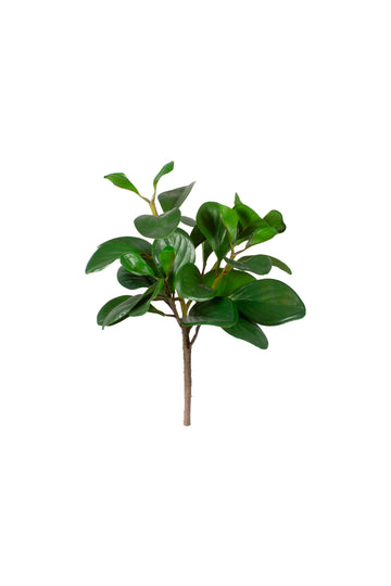 PEPERÔMIA OBTUSIFOLIA GALHO 31CM Cod: 8967