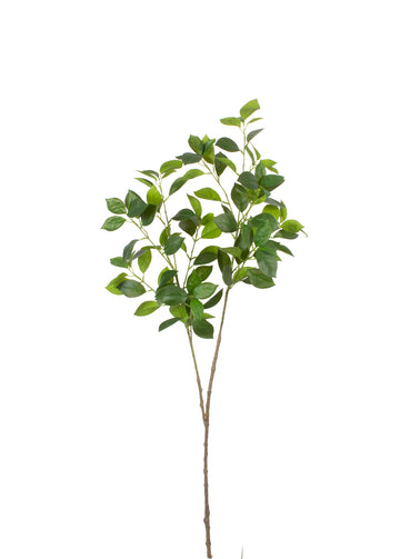 FICUS BENJAMINA GALHO X2 100CM Cod: 8972
