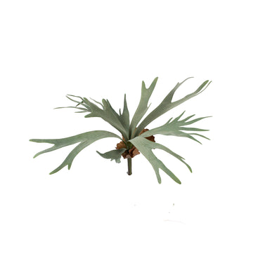 CHIFRE-DE-VEADO 42CM Cod: 8973